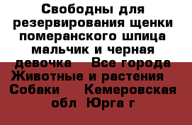 Свободны для резервирования щенки померанского шпица мальчик и черная девочка  - Все города Животные и растения » Собаки   . Кемеровская обл.,Юрга г.